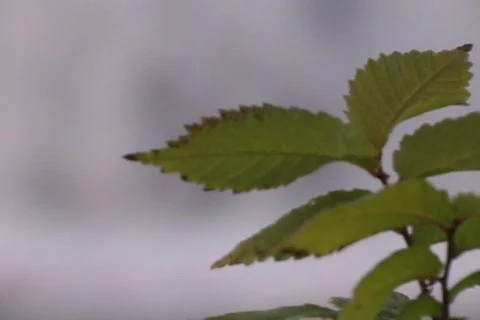 Shoalplant4 스톡 동영상 293444
