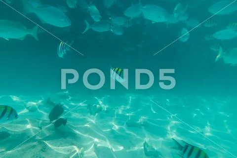 Shoals of fish under water in the ocean. The sun's rays rush to the bottom Stock Photos
