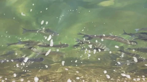 Shoals of fish in the water Stock Footage 83322880