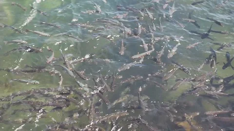 Shoals of fish in the water Stock Footage 87915445