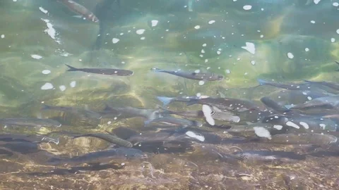 Shoals of fish in the water Stock Footage 88361352