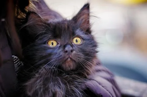 Shock kitty 스톡 사진