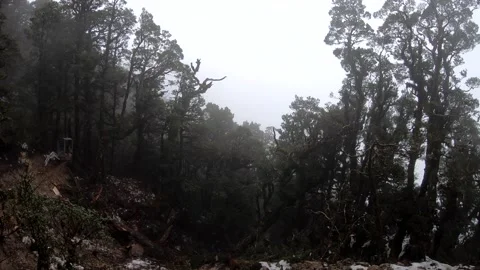 Shock wave rattles trees after blast for trail construction in deep forest Stock Footage 289725121