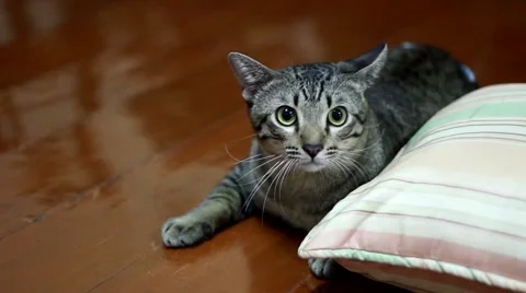 Shocked cat Stock-Footage 42889911