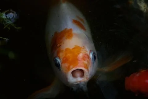 Shocked looking fish Stock Photos