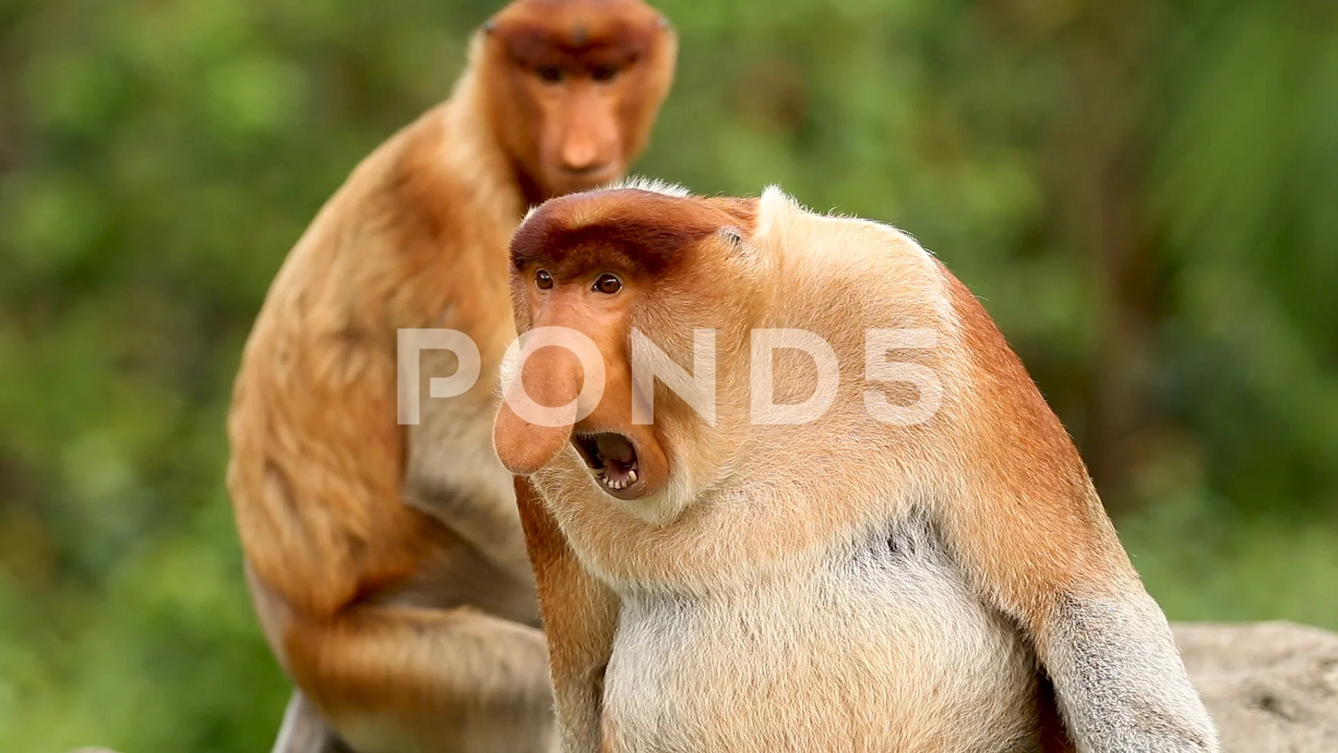 proboscis monkey wallpaper