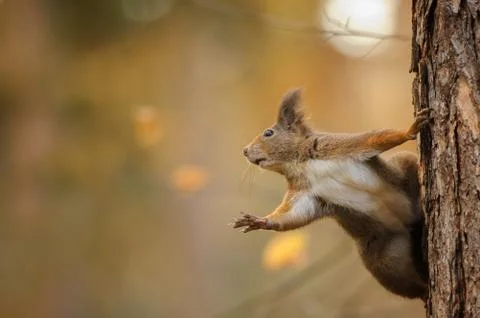 Shocked squirrel reaching left while holding the trunk Stock Photos