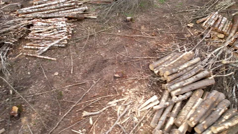 Shocking aerial view of stacked logs in woods for timber trade, tree Stock Footage 239538574