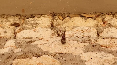 Shocking death of sparrow trapped by thread. plastic pollution kills wildlife Stock Footage 318389194