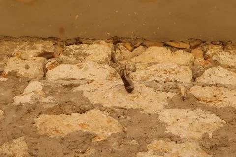 Shocking death of sparrow trapped by thread. plastic pollution kills wildlife Stock Photos