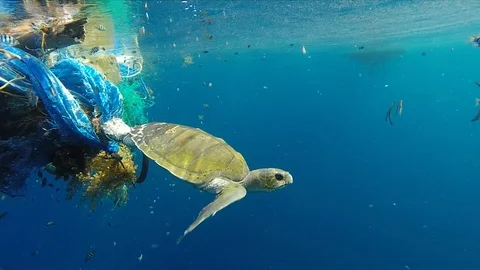 Shocking footage of a turtle entangled in ghost fishing gear Stock Footage