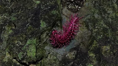 Shocking pink millipede are breeding in the tropical rain forest. Stock-Footage 79029486