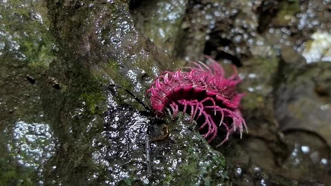 Shocking pink millipede catch earthworm in the tropical rain forest. Stock Footage 79029196