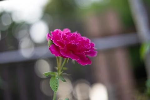 Shocking Pink Rose Stock Photos