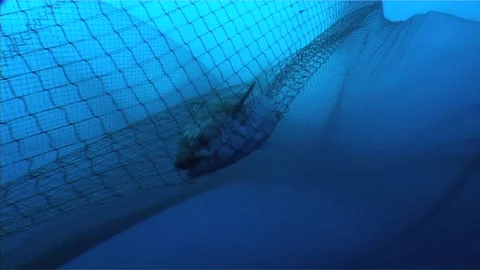 Shocking Scene Of Tuna Caught And trapped In Purse Seines Stock Footage 283512325