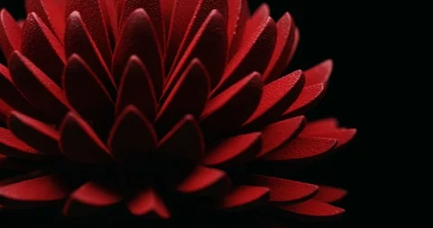 Сhocolate flower with velor on a dark background Stock Footage 101743335