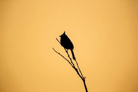 Shodow of bird on tree Stock Photos