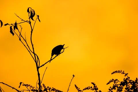 Shodow of bird on tree Stock Photos
