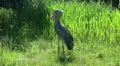 A shoe-billed stork is moving a bit HD Footage