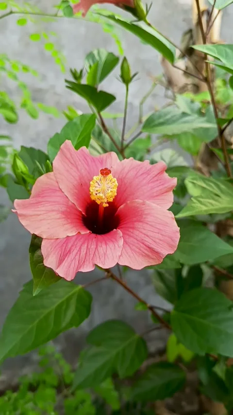 Shoe flower Stock Footage 309871651