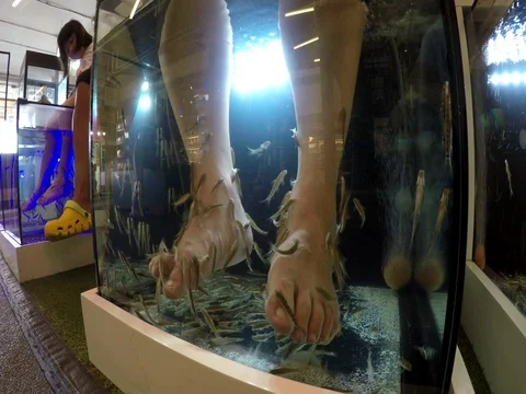 Shoe leg fish Stock Footage 71023057