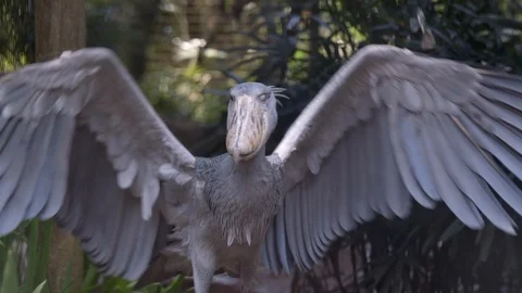 Shoebill (Balaeniceps rex) flapping its wings. Close up shot with the Stock Footage 116294531