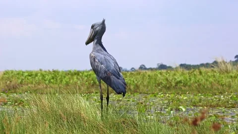Shoebill (Balaeniceps rex) in Mabamba swamp, near the water. Vidéo 302899341