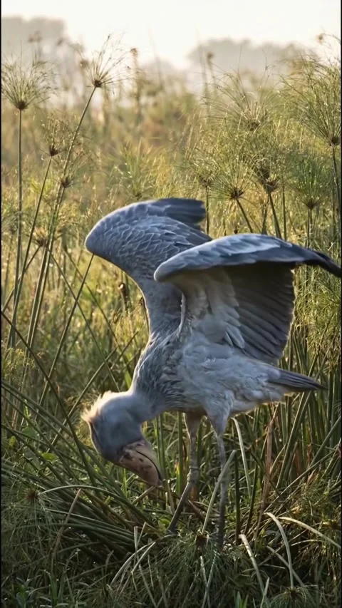 Shoebill bird, a bird that makes a machine gun sound Stock Footage 325077947