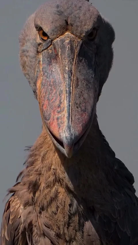 Shoebill bird, a bird that makes a machine gun sound Stock Footage 328437701