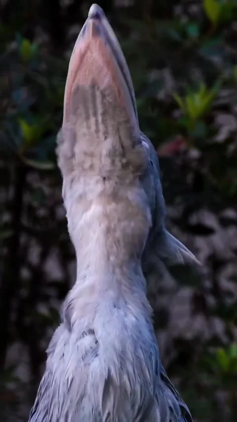 Shoebill bird, a bird that makes a machine gun sound 库存影片 330267722