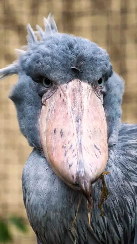 Shoebill bird, a bird that makes a machine gun sound Stock Footage 330267723