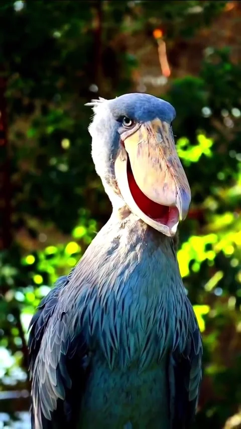 Shoebill bird, a bird that makes a machine gun sound Vidéo 330267727