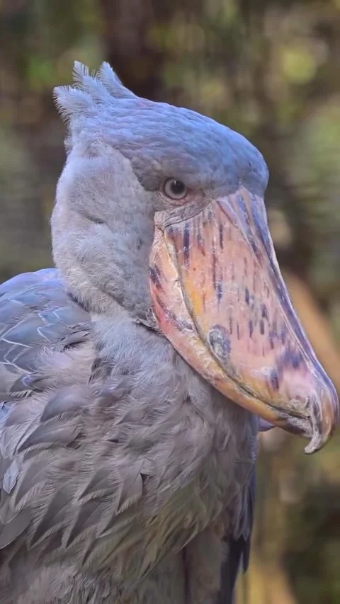 Shoebill bird, a bird that makes a machine gun sound Vidéo 330267736