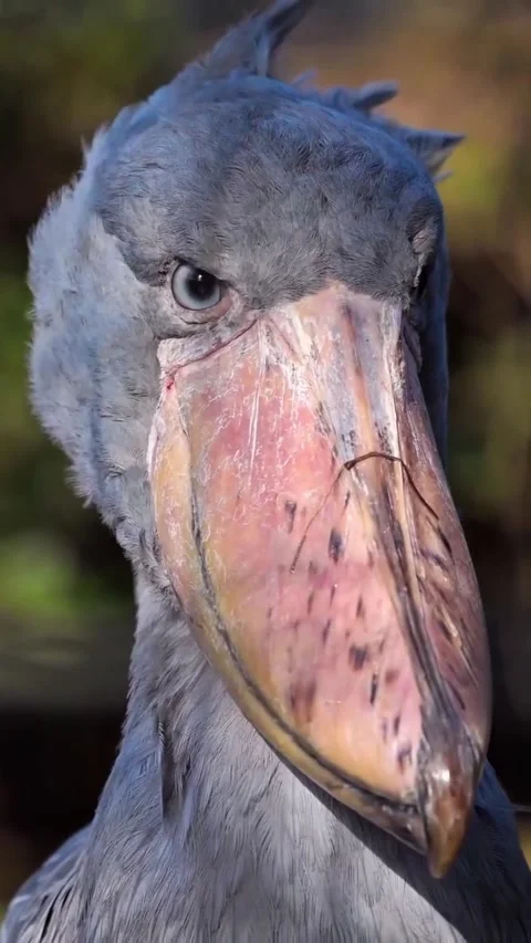 Shoebill bird, a bird that makes a machine gun sound Vidéo 330267739