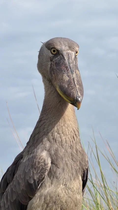 Shoebill bird, a bird that makes a machine gun sound 库存影片 330267740