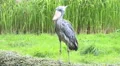 Shoebill bird green grass reed meadow sunny day HD Footage