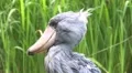 Shoebill bird head close up green meadow sunny day HD Footage