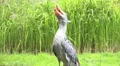 Shoebill bird shouting green grass reed meadow sunny day HD Footage