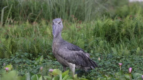 Shoebill Video stock 235611640
