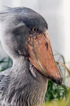 Shoebill Stock Photos