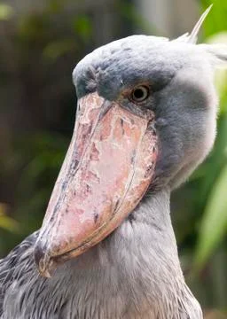 Shoebill Foto stock