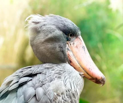 Shoebill Stock Photos