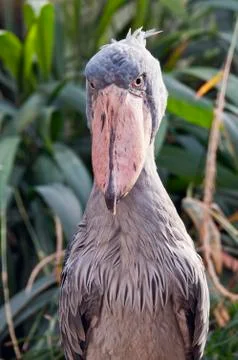 Shoebill Stock Photos