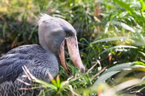 Shoebill Stock Photos