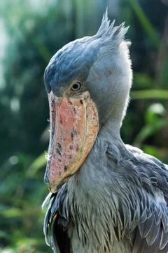 Shoebill Stock Photos