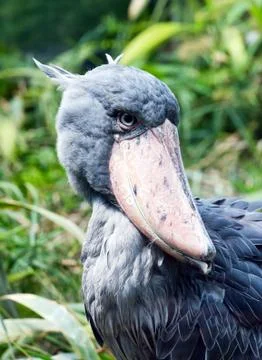 Shoebill Stock Photos