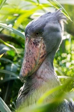 Shoebill Stock Photos