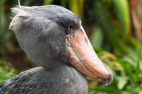 Shoebill, side face. Foto stock