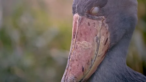 Shoebill standing in the grass Video stock 73794758