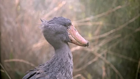 Shoebill standing in the grass Stock Footage 73794799